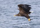 David Atkinson_Fish Supper.jpg